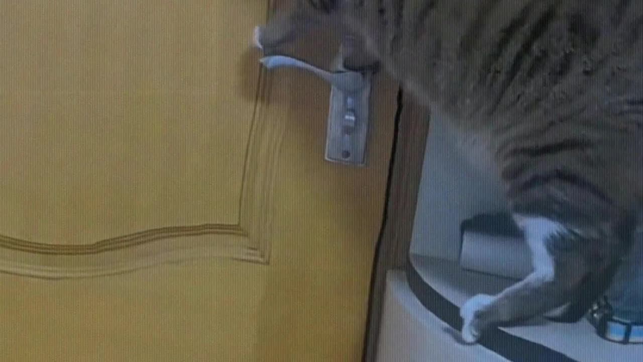 This cat can actually open the door.