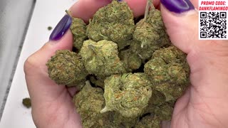 Bulk Wholesale Greenhouse Venom OG Half LB from THCA King! Mrs Dank Flamingo Review!!