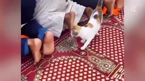 TRY NOT TO LAUGH 😆 Best Funny Videos Compilation 😂😁😆 Memes.