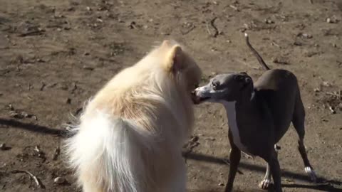 I Filmed My Dog Whenever He Cried Or Was Nasty For 24 Hours