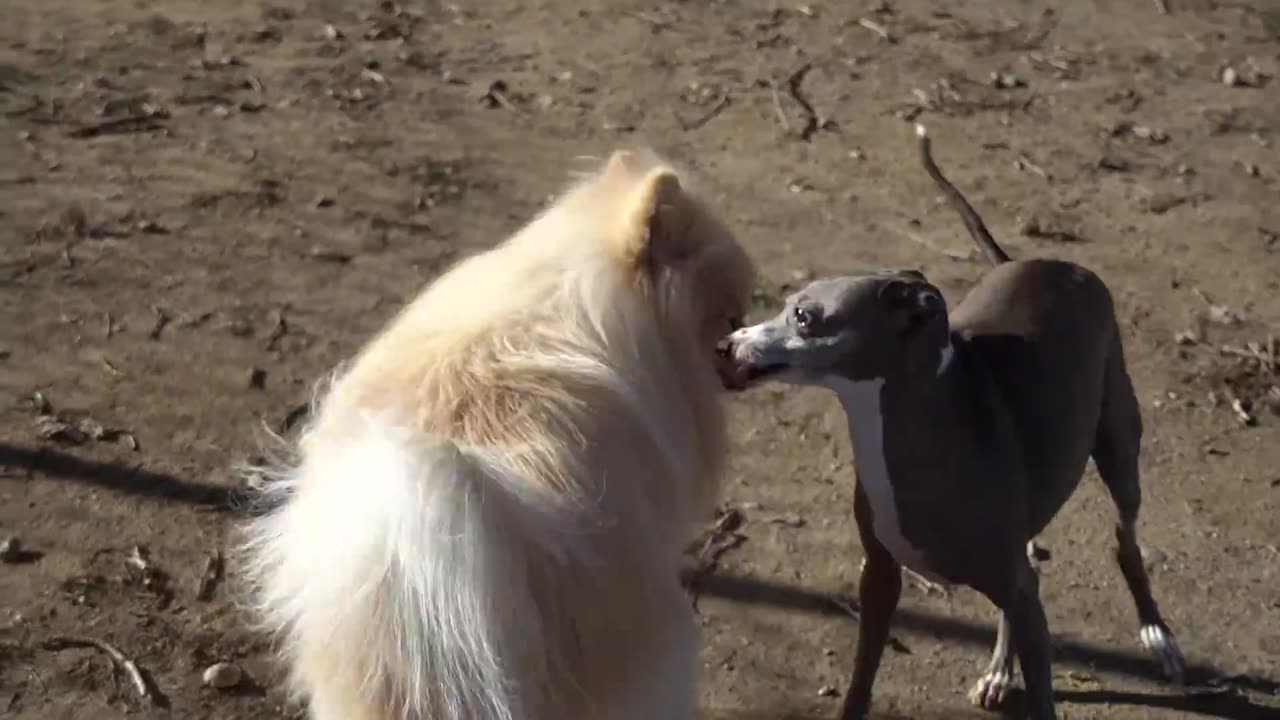 I Filmed My Dog Whenever He Cried Or Was Nasty For 24 Hours