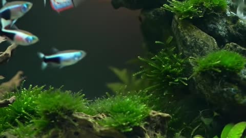 Miniature Underwater World: Aquascape Inspiration for Your Home