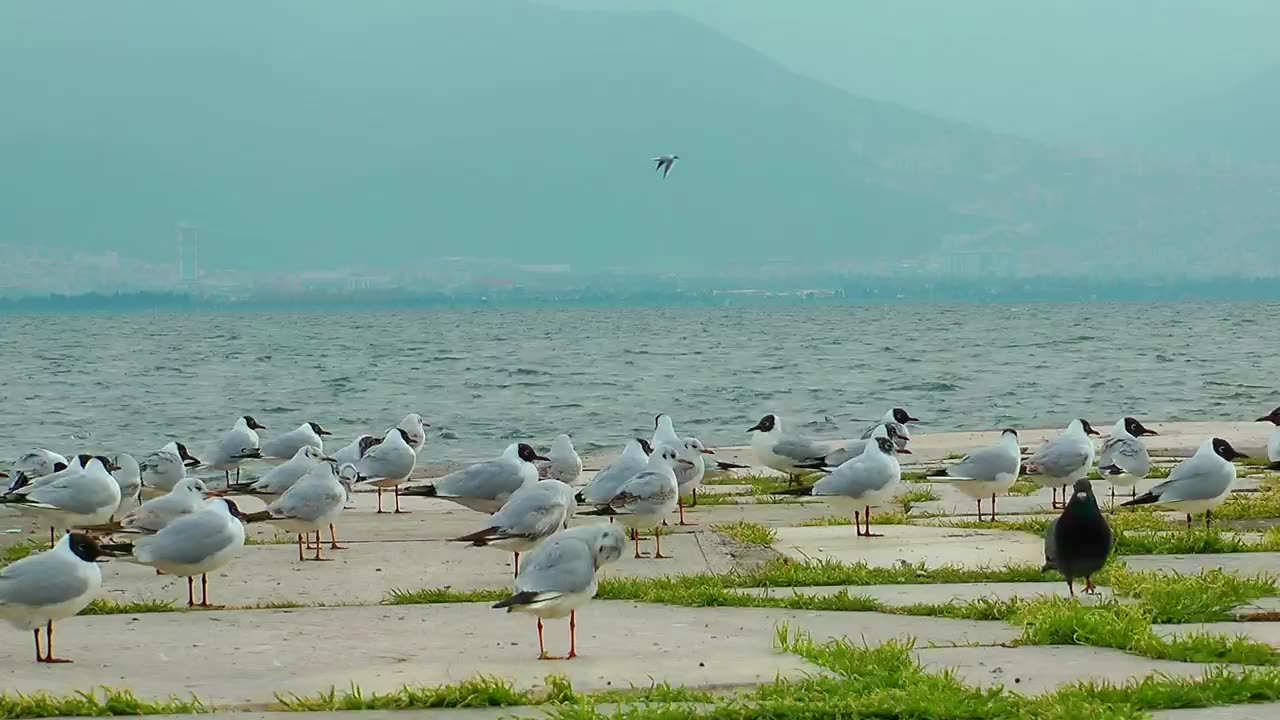 Beautiful birds#