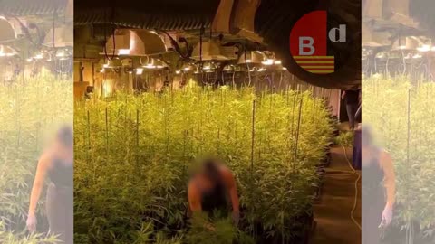 Encuentran 2.800 plantas y 112 kg de cogollos en el Eixample