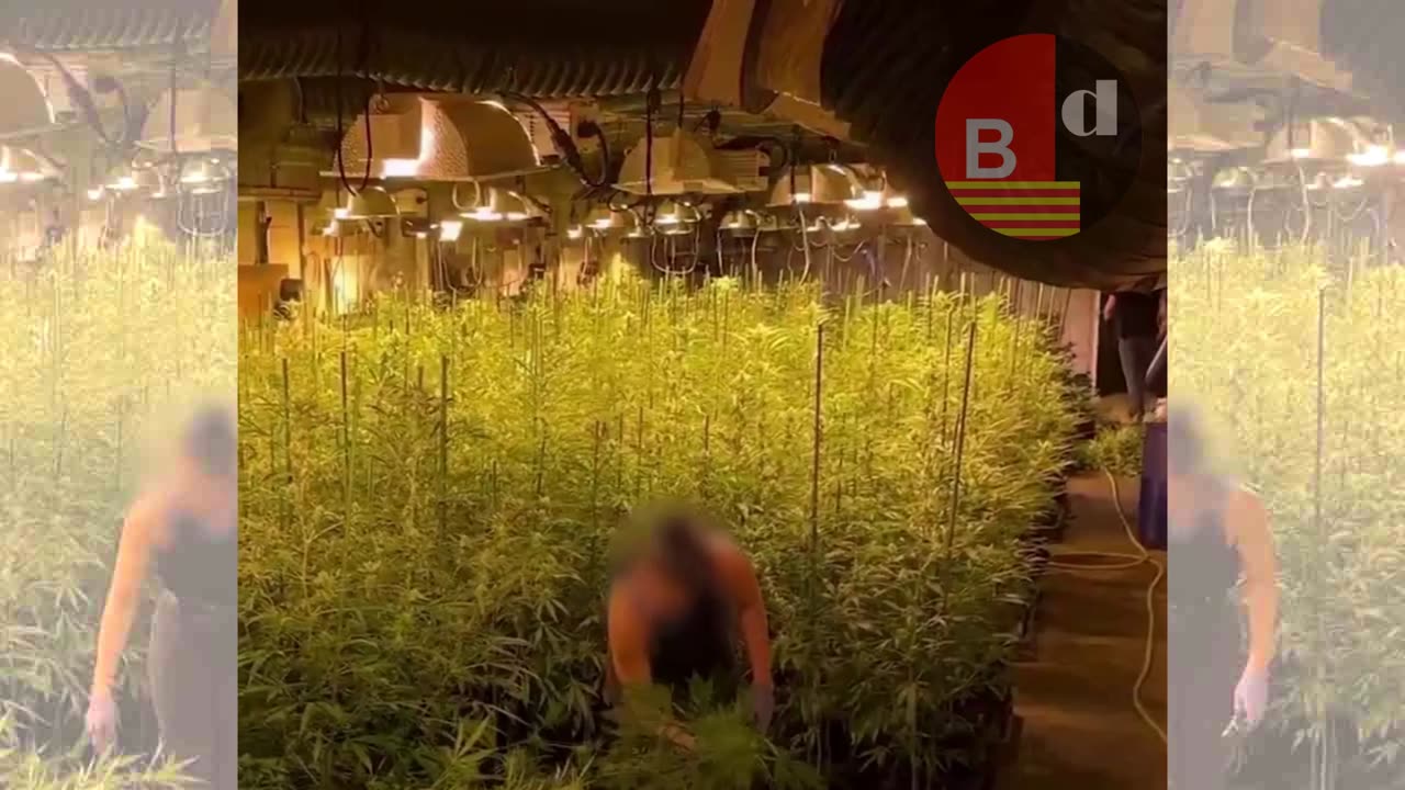 Encuentran 2.800 plantas y 112 kg de cogollos en el Eixample
