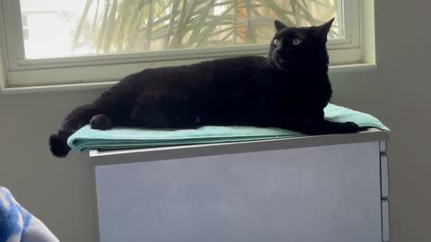 Cute Precious Piper Considers Starting a Finishing School - Adopting a Cat from a Shelter Vlog