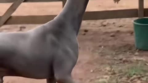 Awesome 1