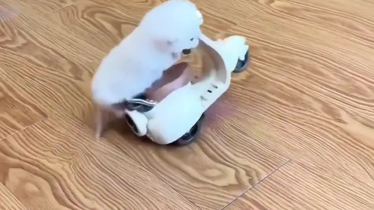 “You Won’t Believe What This Kitten Did! 😂” #cat