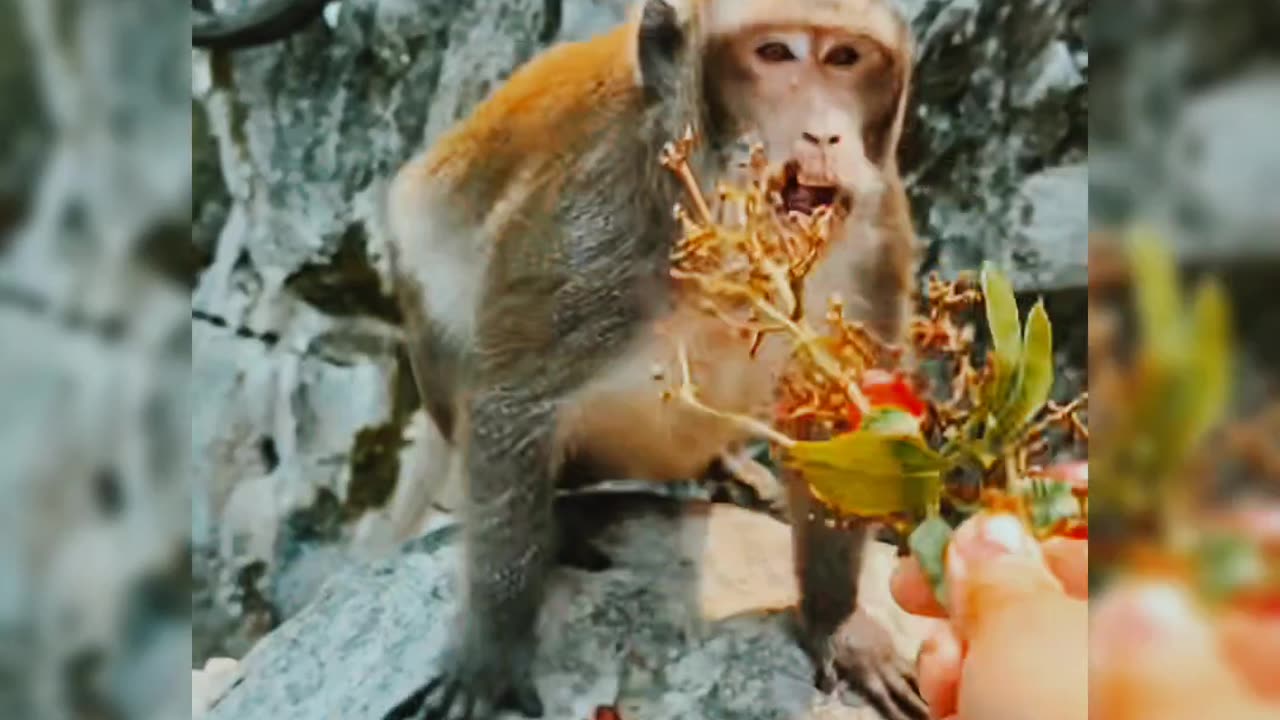 Angry monkey | animal | monkey 🐵