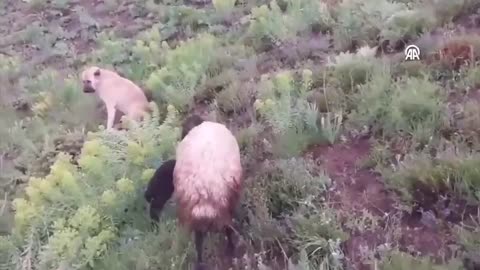 Sheep Dog Finds Lost Sheep