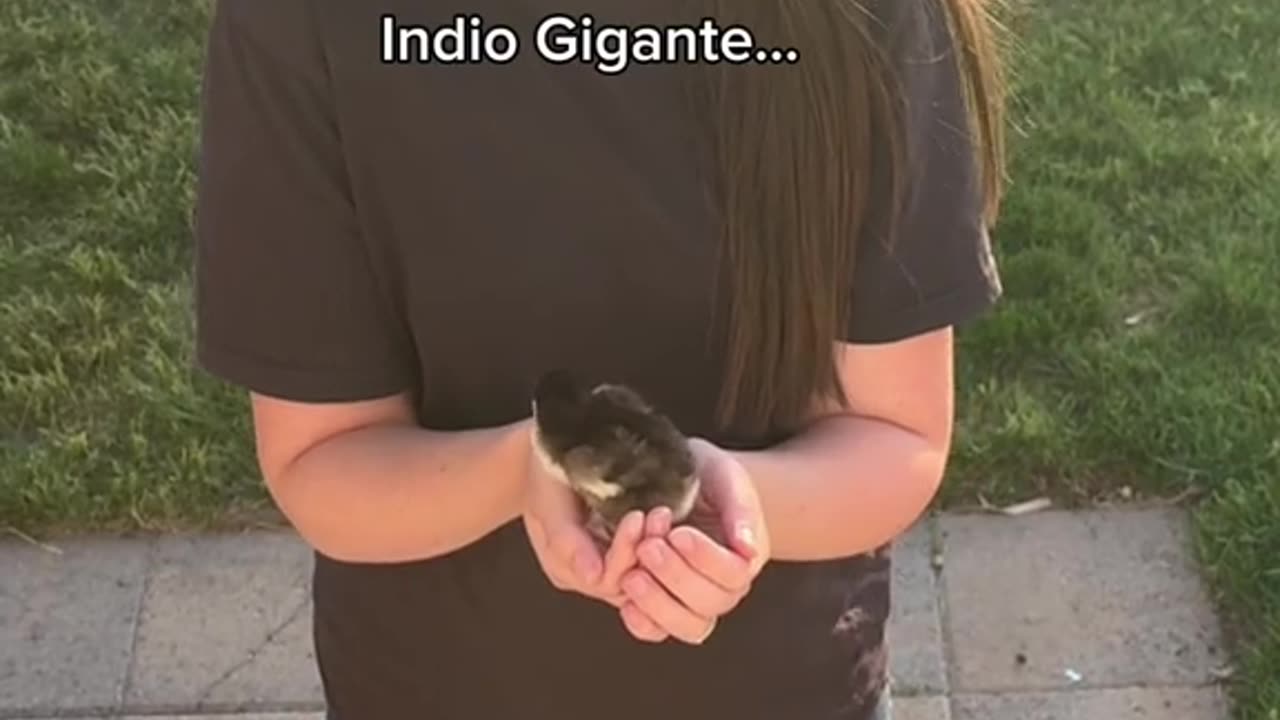 India Gigante Dinosaur CHICKEN