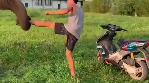 Friendship between elephant and boy