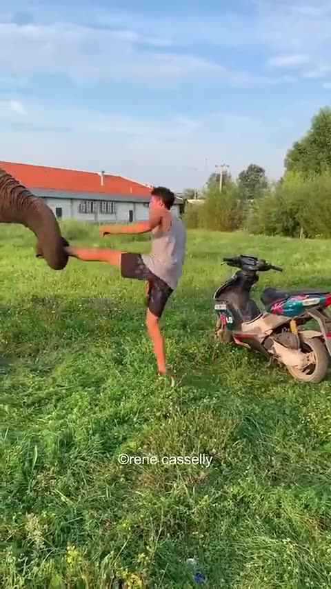 Friendship between elephant and boy