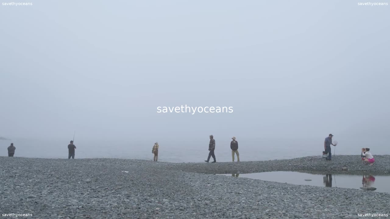 Rebuilding Capelin Everybodyâs Fish