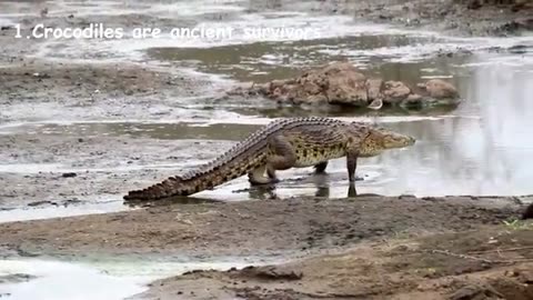animals