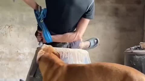 smart 👍 dog
