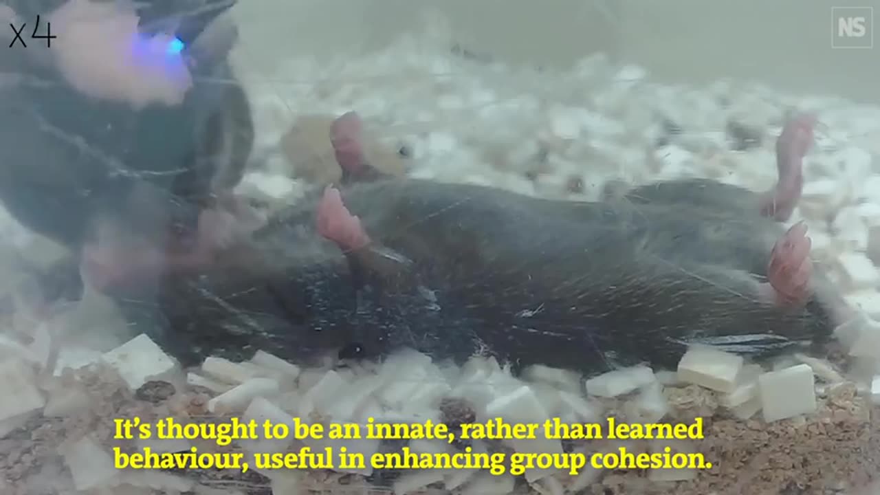 It turns out that mice know how to provide ＂first aid＂ to their relatives
