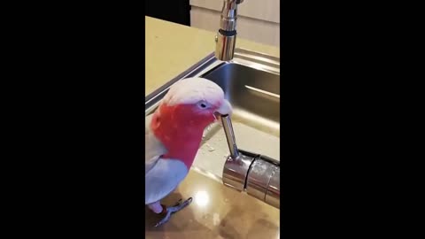 Funny Cats And Dogs 2025 😂 Hilarious Animal Moments