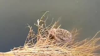 A drowning hedgehog and the surprise of four lives
