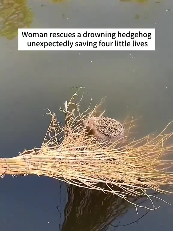 A drowning hedgehog and the surprise of four lives