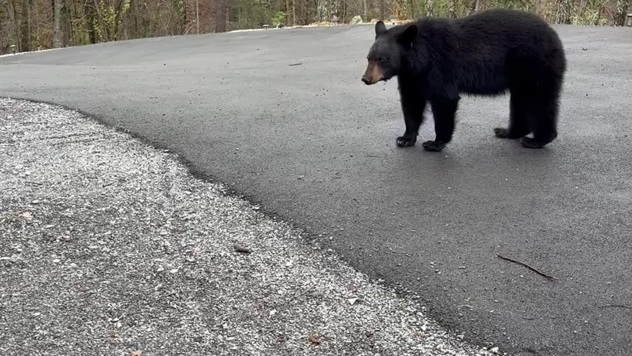 Encounter With a Curious Black Bear