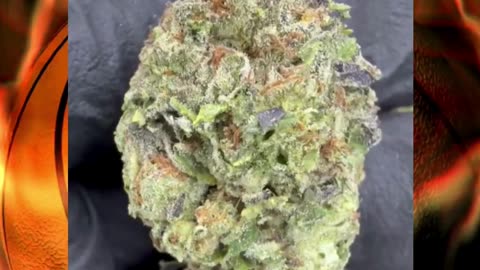 Gary Payton THCa Flower | Top Shelf Indoor | 31% Potency | Euphoric Hybrid | #THCa #thcahemp #hemp