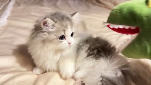 Dog's Comedy Videos 🤣 so cute videos and puppies comedy scenes 😂 so cute 🥰🥰🥰🥰