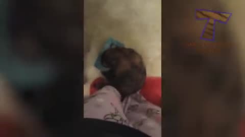 Funny cats compilation