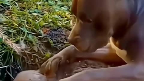 FUNNY ANIMAL COMPILATIONS - PART 28
