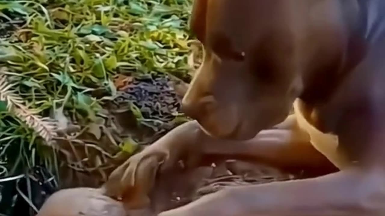 FUNNY ANIMAL COMPILATIONS - PART 28
