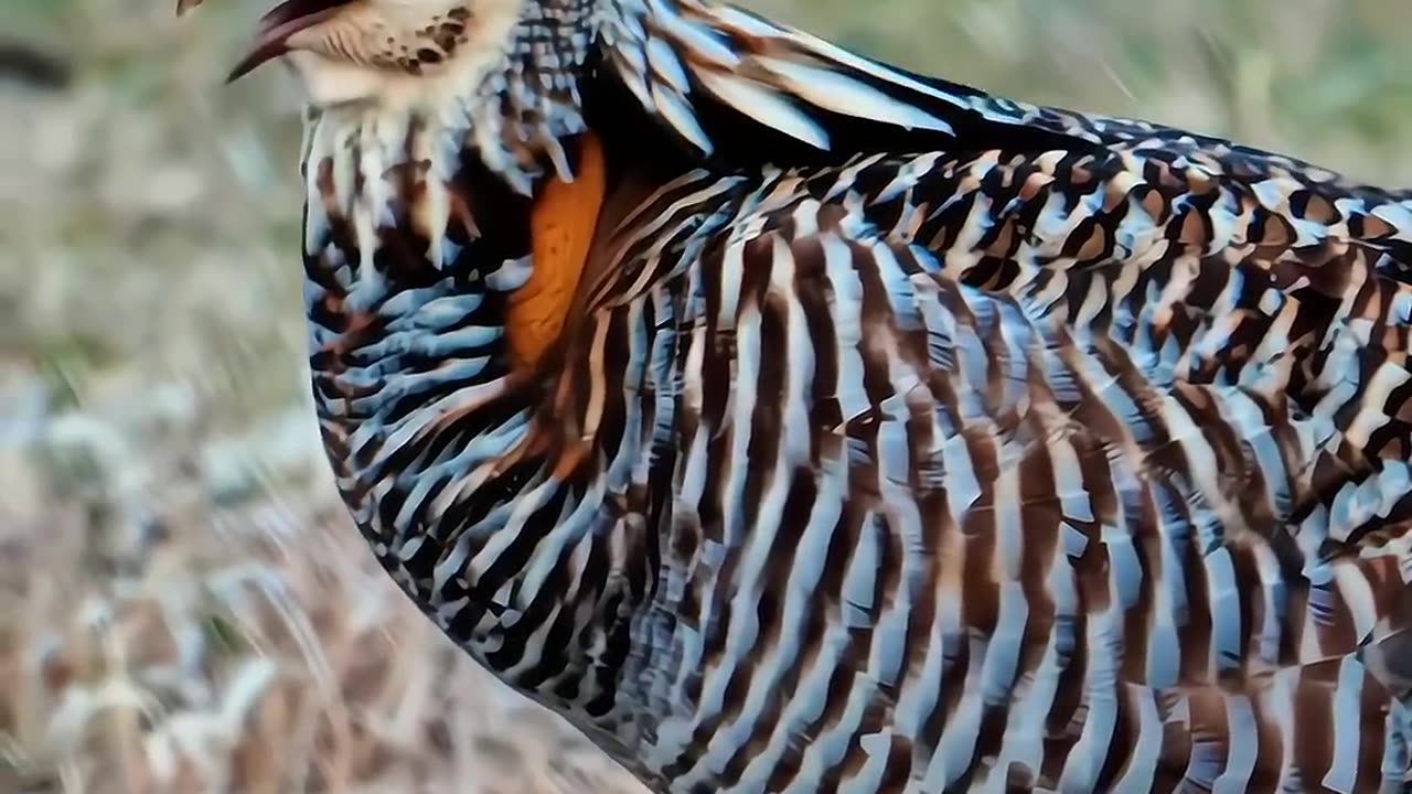 Scariest Sounds of the Birds vs The Last One 💀