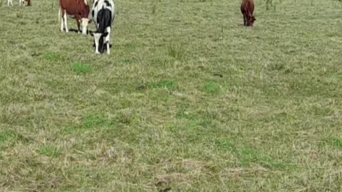 cow