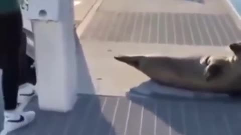 Funny animal