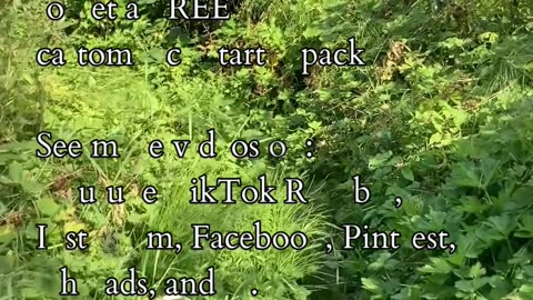 Call To Rise | Path and Tarot Reading