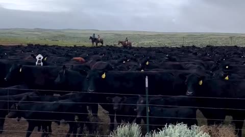 Team work rounding up cattle today. cartercountrymeats.com