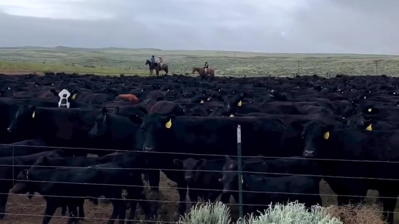 Team work rounding up cattle today. cartercountrymeats.com