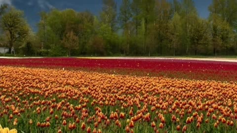 Spring Blooms Unleashed