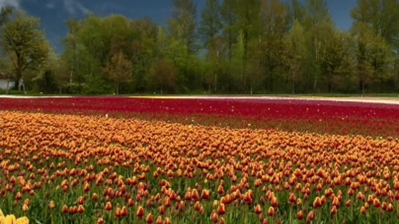 Spring Blooms Unleashed