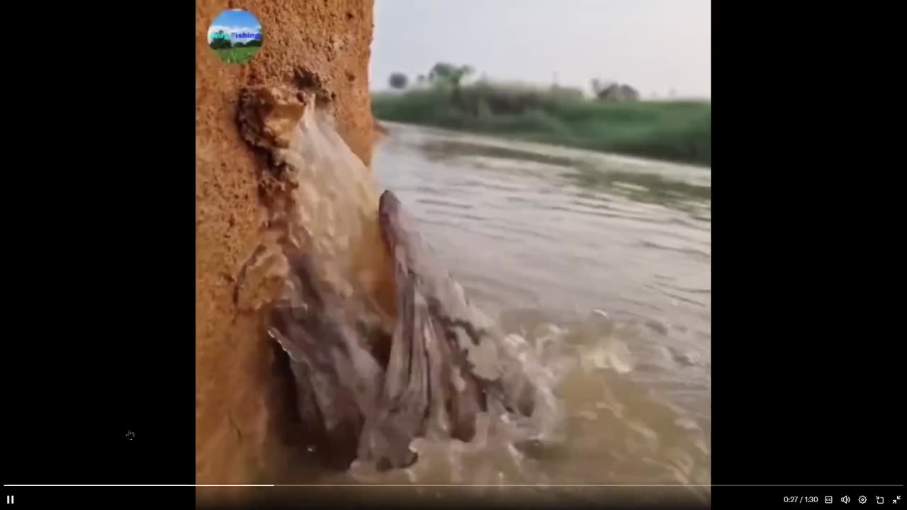 What the hell is this fish? Why is this so creepy?