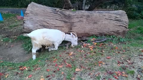 山羊さん落ち葉を食べている