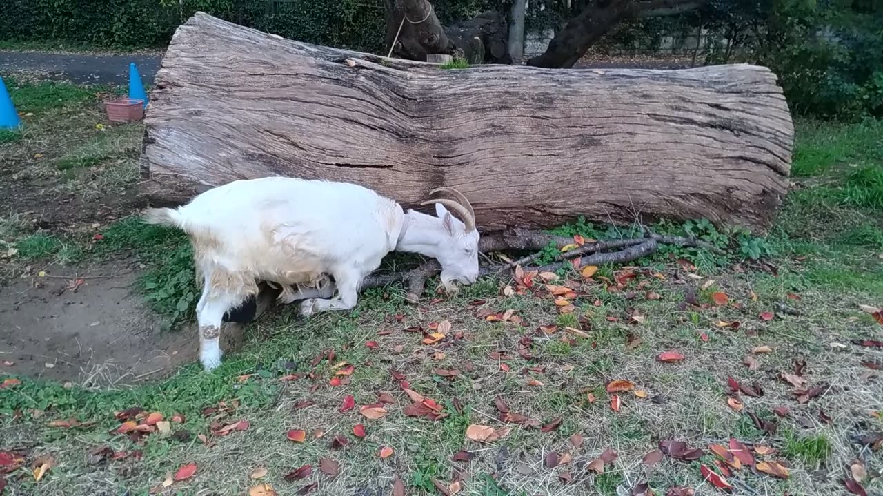 山羊さん落ち葉を食べている