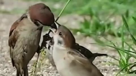Mother can do anything for children