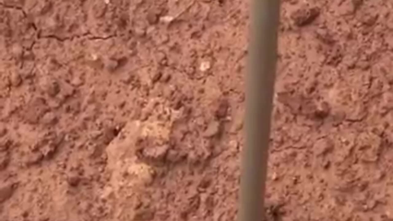 The Secret Weapon Behind Deactivating Deadly Landmines
