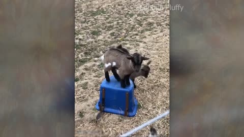 Cute_and_funny_ANIMALS🐯Videos🔶_Сompilation__#_3🔶