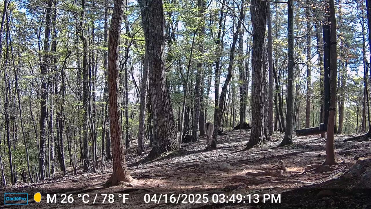 The Woods – 04/17/2025