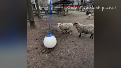 Funny Animal Video