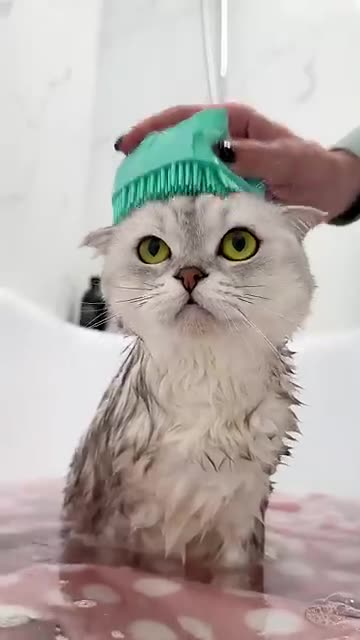 Cat Spa Day Gone Wrong 😹🛁 | Cutest Reaction Ever!*