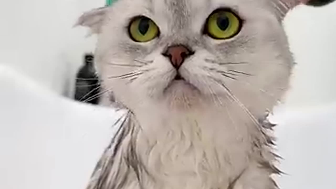 Cat Spa Day Gone Wrong 😹🛁 | Cutest Reaction Ever!*