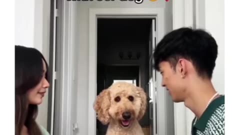 Funny dog Video 2025 ! Get ready to laugh 😂!
