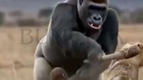 Animals Battle Like Never Before!